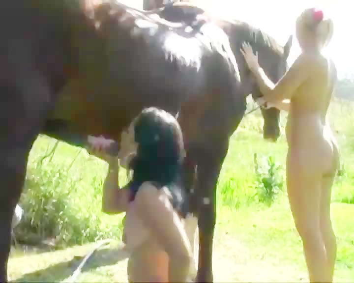 Horse Fucking Dildo - horse and dildo - Bestialitysextaboo - Animal Bestiality